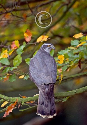 Goshawk DM0458